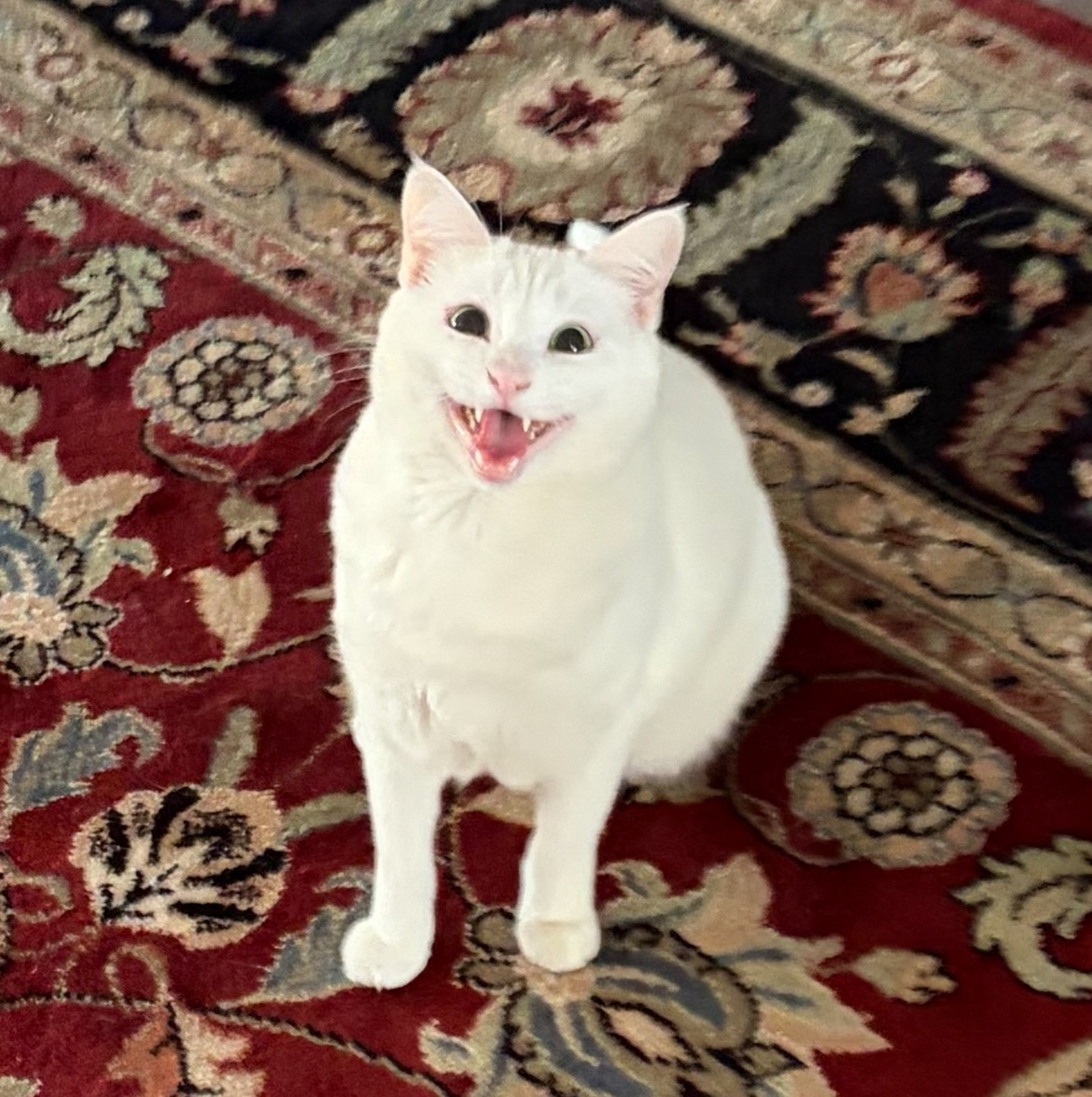 Nimbus